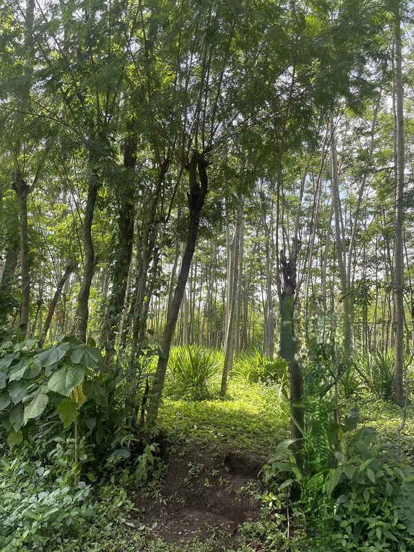 植林地